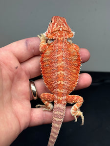 RM443 female, 50% red monster, hypo