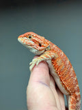 RM443 female, 50% red monster, hypo