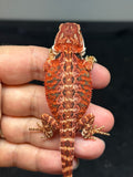 RM798, male, possible het hypo, 50% Red Monster bearded dragon for sale