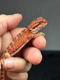 RM798, male, possible het hypo, 50% Red Monster bearded dragon for sale