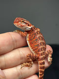 RM798, male, possible het hypo, 50% Red Monster bearded dragon for sale