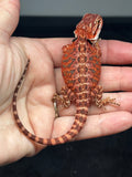 RM798, male, possible het hypo, 50% Red Monster bearded dragon for sale