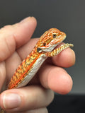 RM800, male, leatherback, possible het trans, 75% Red Monster bearded dragon for sale