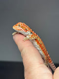 RM800, male, leatherback, possible het trans, 75% Red Monster bearded dragon for sale
