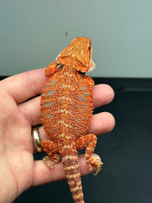 RM444 female, 50% Red Monster, het hypo, blue bar