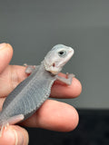 #1438, female, hypo, trans, possible het wits, Zero Bearded Dragon for sale