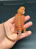 RM444 female, 50% Red Monster, het hypo, blue bar