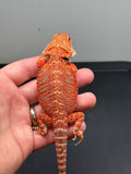 RM444 female, 50% Red Monster, het hypo, blue bar