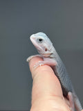 #1438, female, hypo, trans, possible het wits, Zero Bearded Dragon for sale