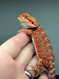 RM444 female, 50% Red Monster, het hypo, blue bar