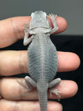 #1439, male, hypo, trans, possible het wits, Zero Bearded Dragon for sale