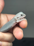 #1439, male, hypo, trans, possible het wits, Zero Bearded Dragon for sale