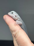 #1439, male, hypo, trans, possible het wits, Zero Bearded Dragon for sale