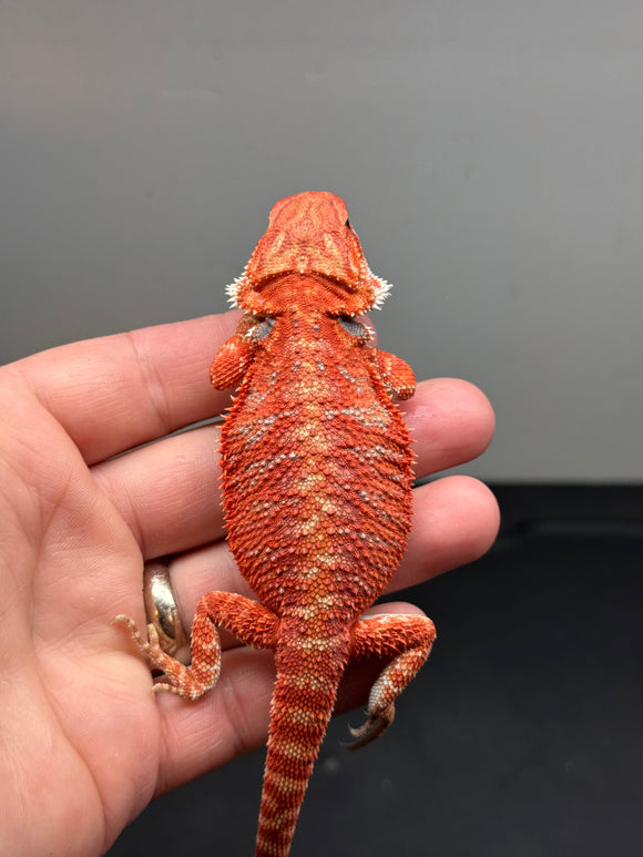 RM446 female, 50% Red Monster, hypo, tiger, leatherback, blue bar