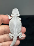 #1440, female, hypo, possible het wits/trans, Zero Bearded Dragon for sale