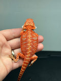 RM446 female, 50% Red Monster, hypo, tiger, leatherback, blue bar