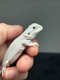 #1440, female, hypo, possible het wits/trans, Zero Bearded Dragon for sale