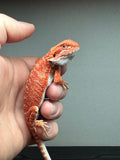 RM446 female, 50% Red Monster, hypo, tiger, leatherback, blue bar