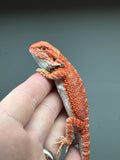 RM446 female, 50% Red Monster, hypo, tiger, leatherback, blue bar