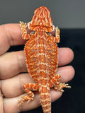 RM801, male, hypo, possible het trans, 75% Red Monster bearded dragon for sale