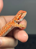 RM801, male, hypo, possible het trans, 75% Red Monster bearded dragon for sale