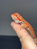 RM801, male, hypo, possible het trans, 75% Red Monster bearded dragon for sale