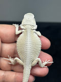 #1441, male, hypo, possible het zero, possible het trans, Witblits Bearded dragon for sale