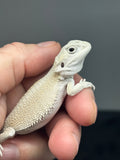 #1441, male, hypo, possible het zero, possible het trans, Witblits Bearded dragon for sale
