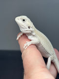 #1441, male, hypo, possible het zero, possible het trans, Witblits Bearded dragon for sale