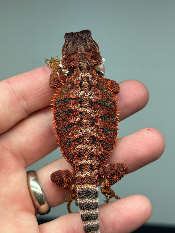 RM447 female, 100% Red Monster, het hypo