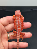 RM448 female, 100% Red Monster,  hypo