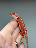 RM448 female, 100% Red Monster,  hypo