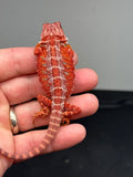 RM448 female, 100% Red Monster,  hypo