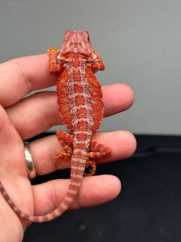 RM448 female, 100% Red Monster,  hypo