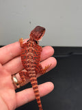 RM449 female, 100% Red Monster, het hypo