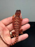 RM449 female, 100% Red Monster, het hypo