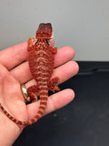 RM449 female, 100% Red Monster, het hypo