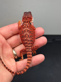 RM449 female, 100% Red Monster, het hypo