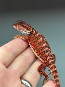 RM449 female, 100% Red Monster, het hypo