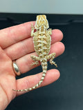 R10, male, Rankins Dragon