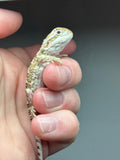 R10, male, Rankins Dragon