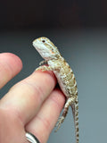 R10, male, Rankins Dragon