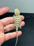 R11 male, Rankins Dragon