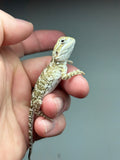 R11 male, Rankins Dragon