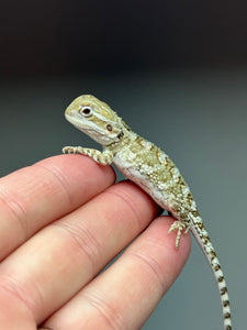 R11 male, Rankins Dragon