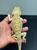 R12 male, Rankins Dragon