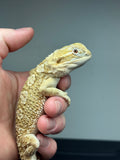 R12 male, Rankins Dragon