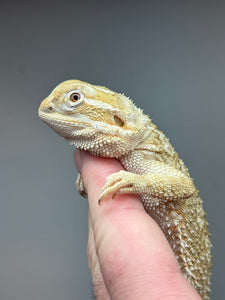 R12 male, Rankins Dragon