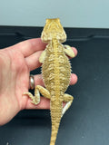 R13 male, Rankins Dragon