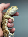 R13 male, Rankins Dragon